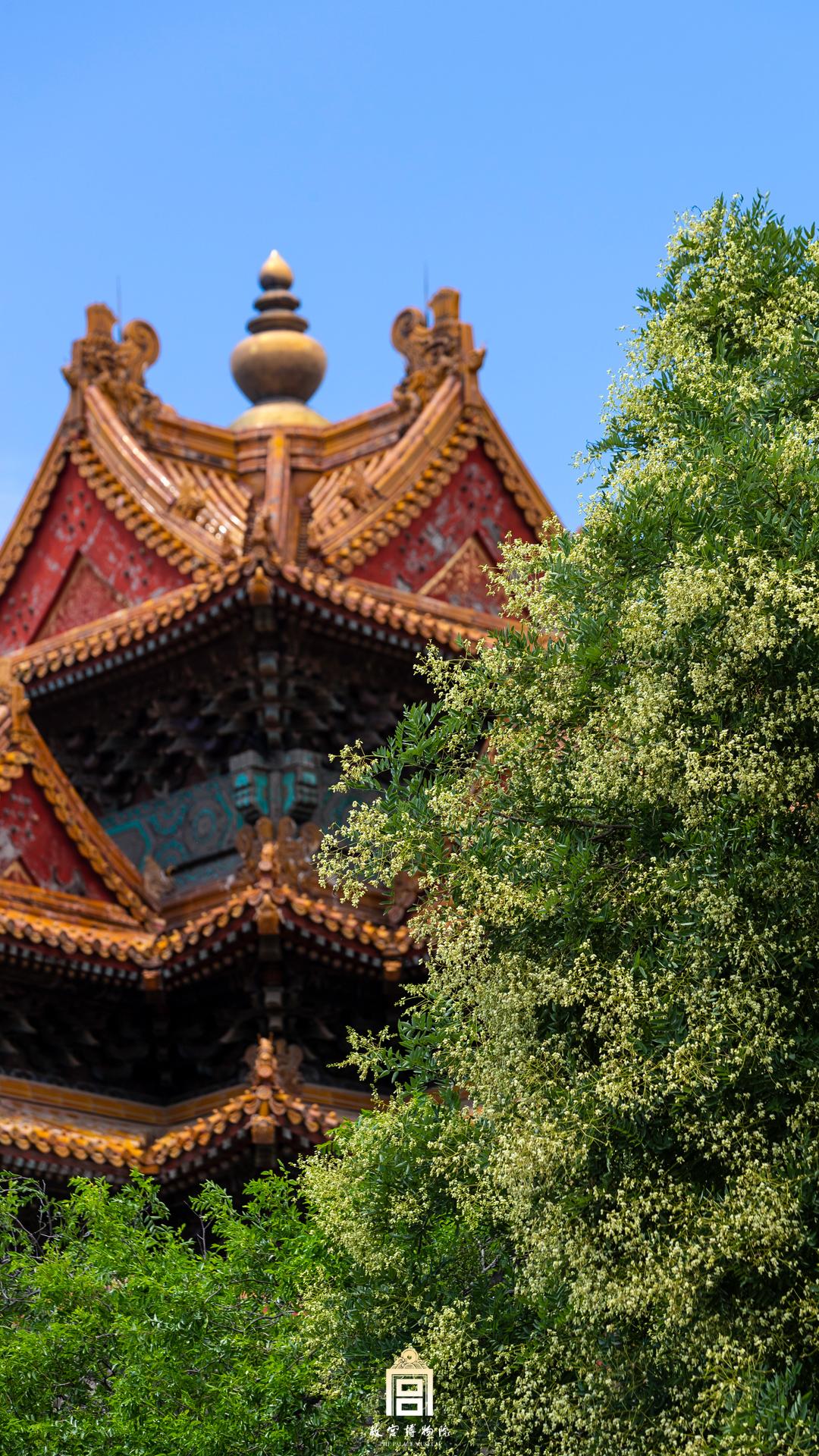 202208-城隍庙区-夏季-槐花@十字脊顶