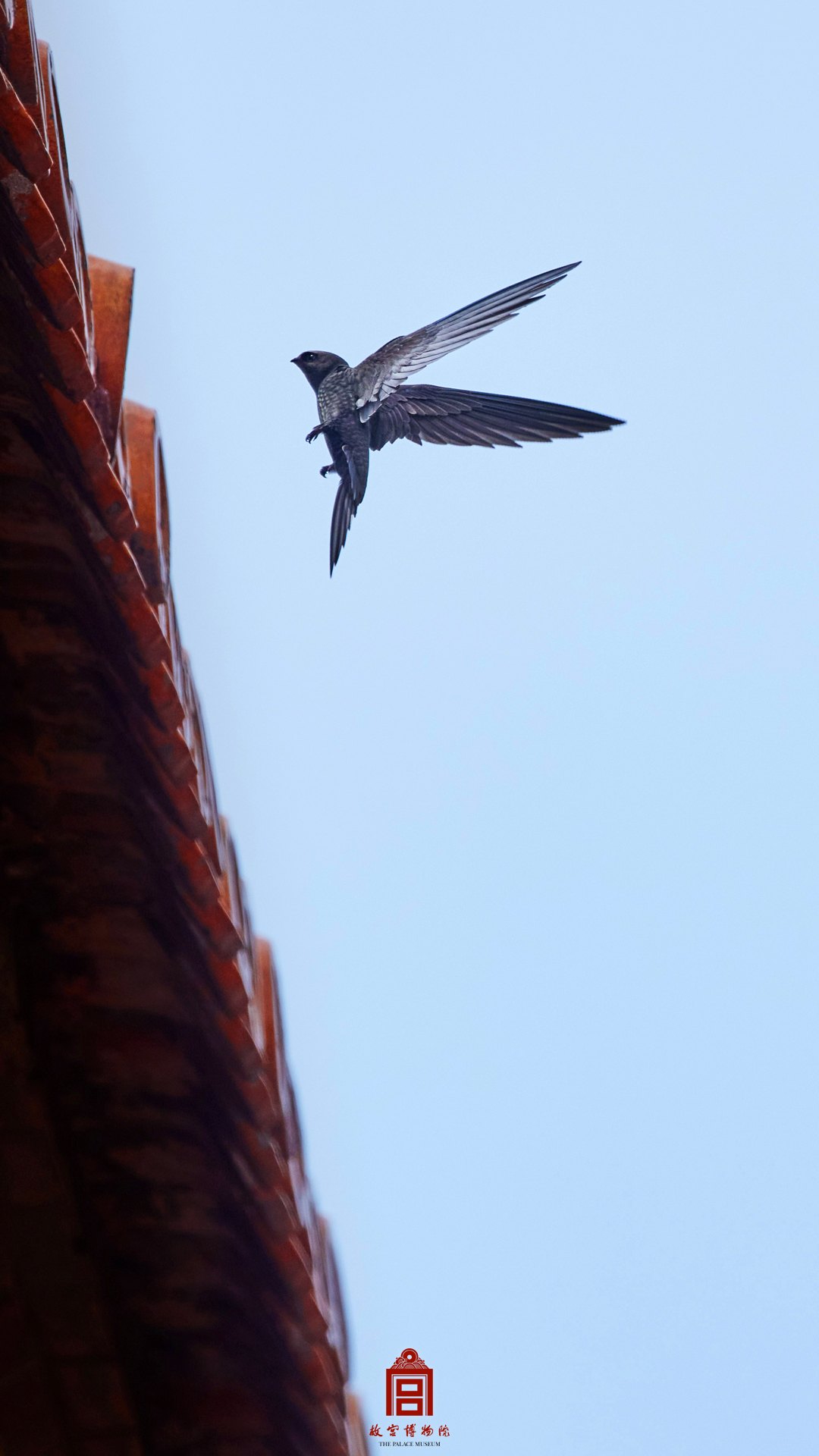 202206-东六宫区-夏季-鸟@普通雨燕