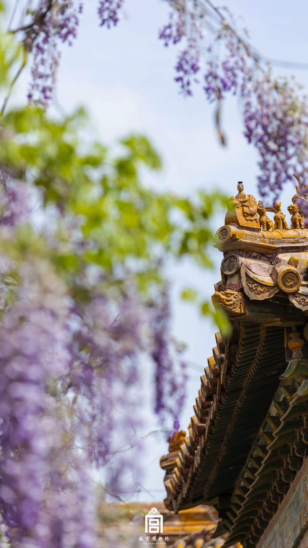 202304-永和宫-春季-花@紫藤