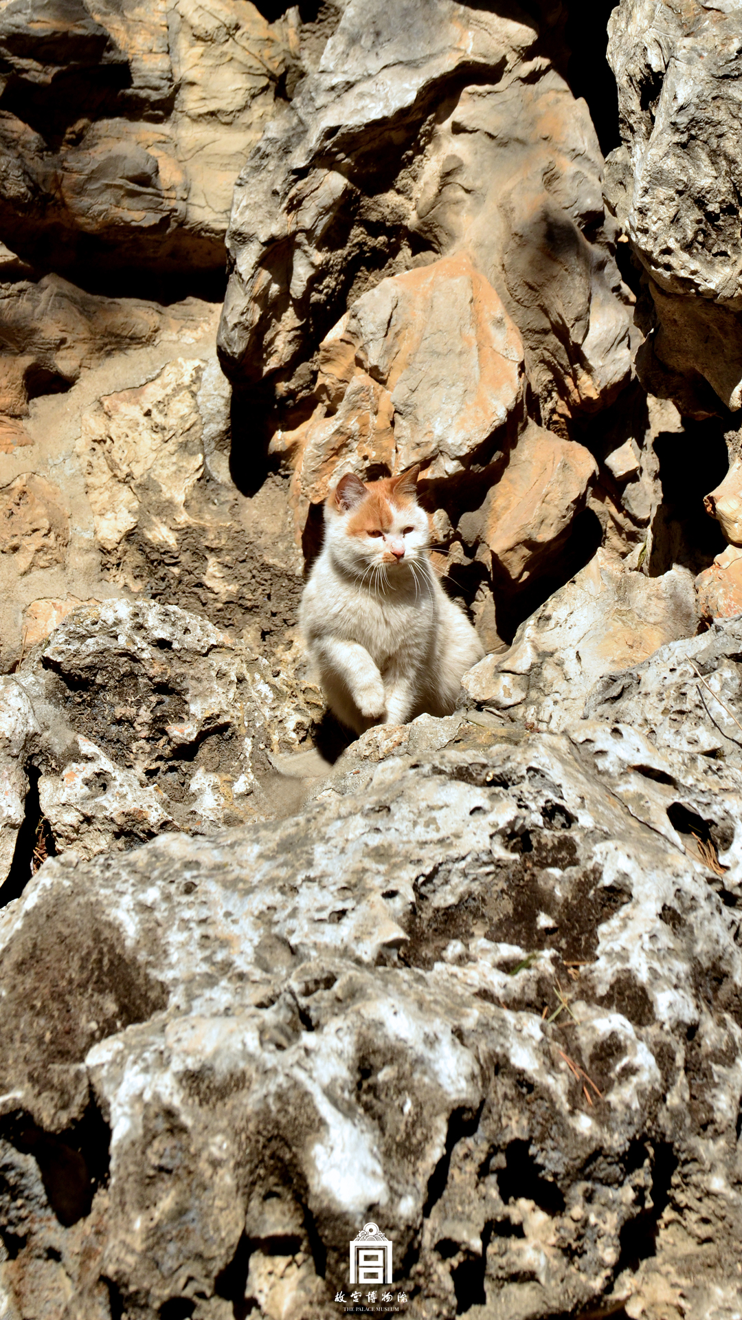 202306-御花园-夏季-猫