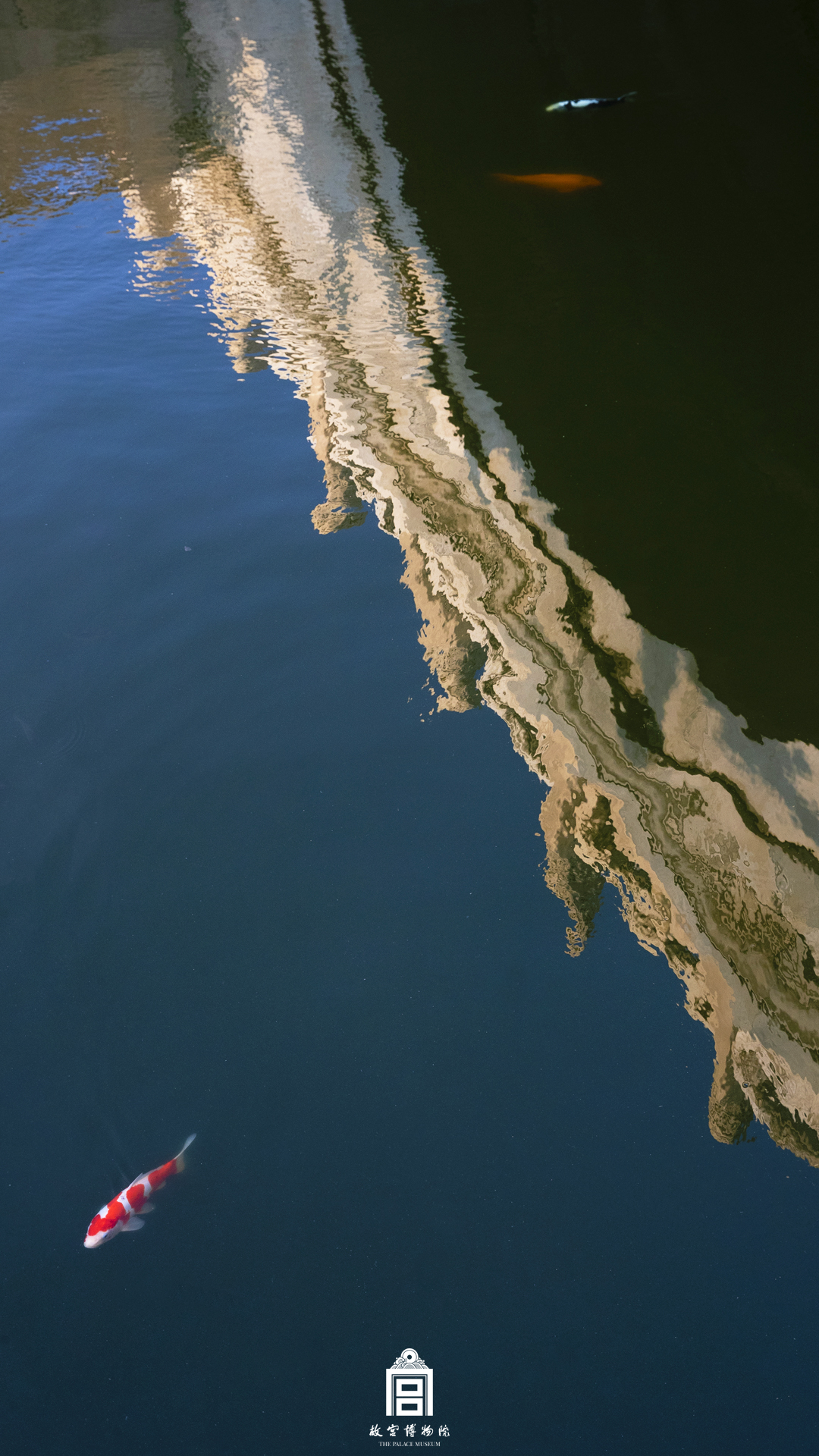 202306-内金水河-夏季-鱼@锦鲤