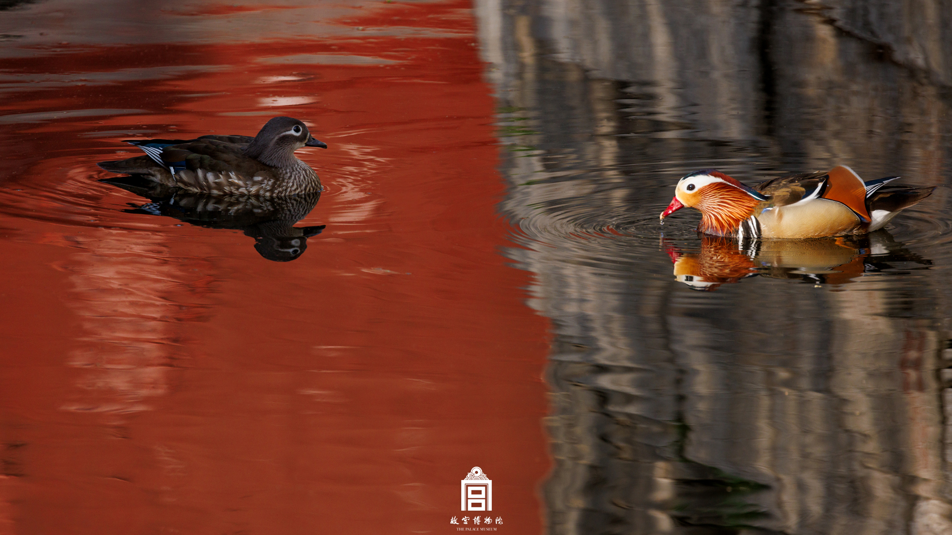202306-三座门-夏季-鸳鸯