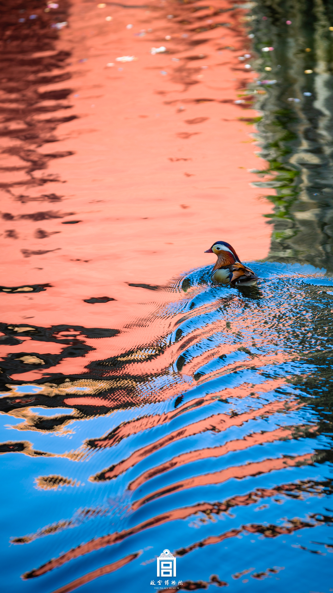 202306-内金水河-夏季-鸳鸯