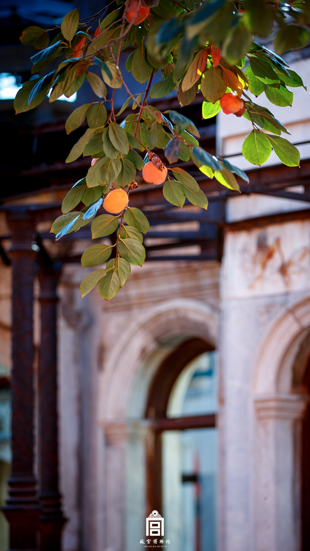202311-延禧宫-秋季-柿子