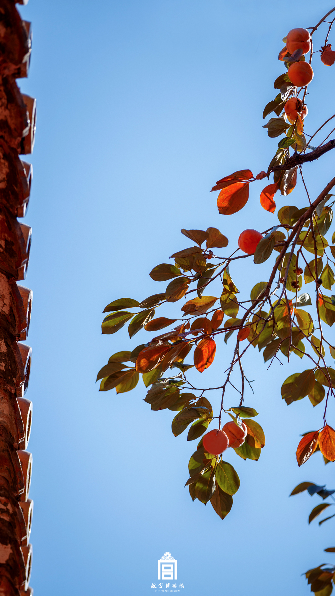 202311-延禧宫-秋季-树@红叶