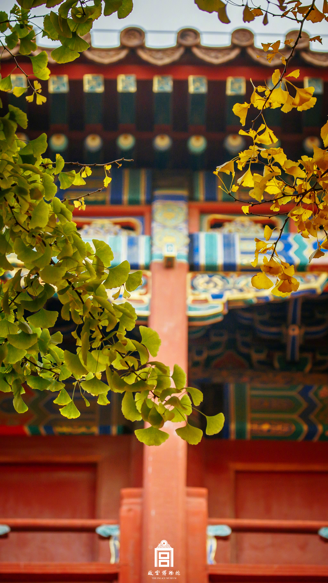 202311-十八槐-冬季-银杏