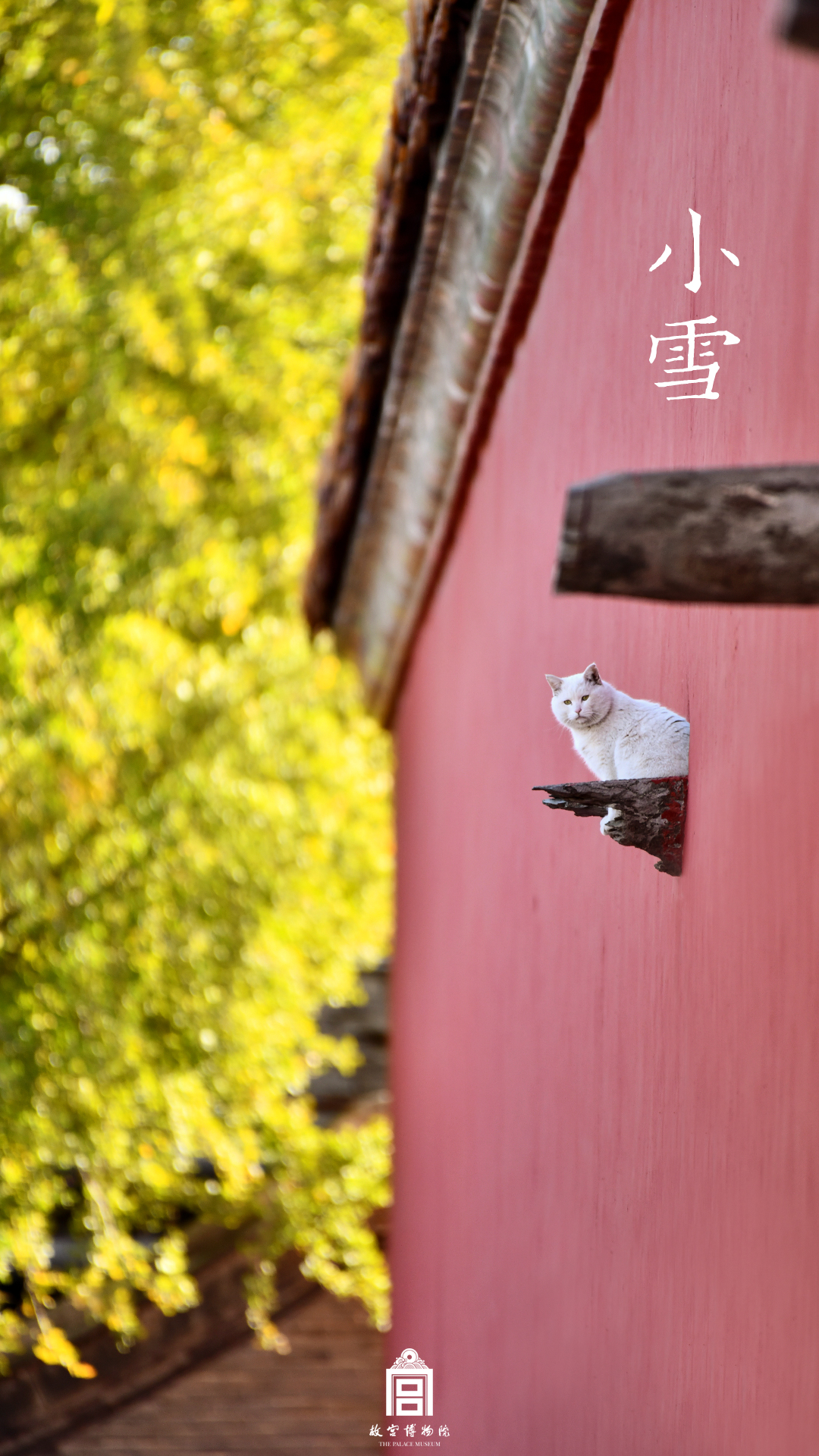 202311-贞顺门-冬季-动物@猫@小雪