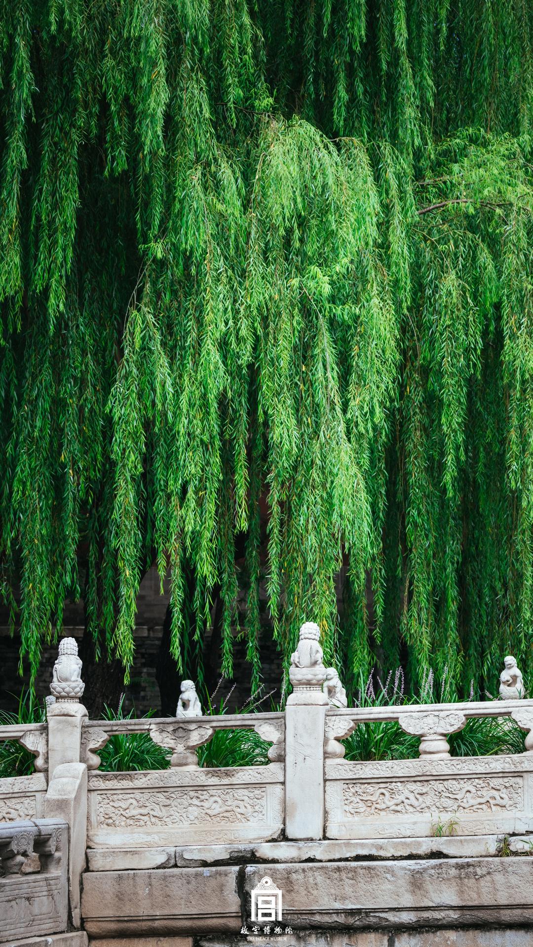 202309-断虹桥-秋季-树