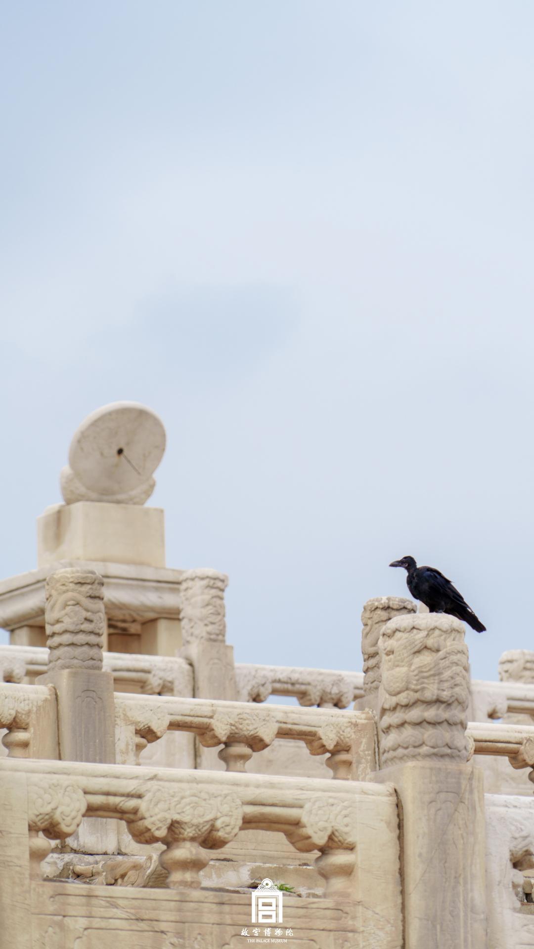 202310-太和殿广场-秋季-鸟@乌鸦
