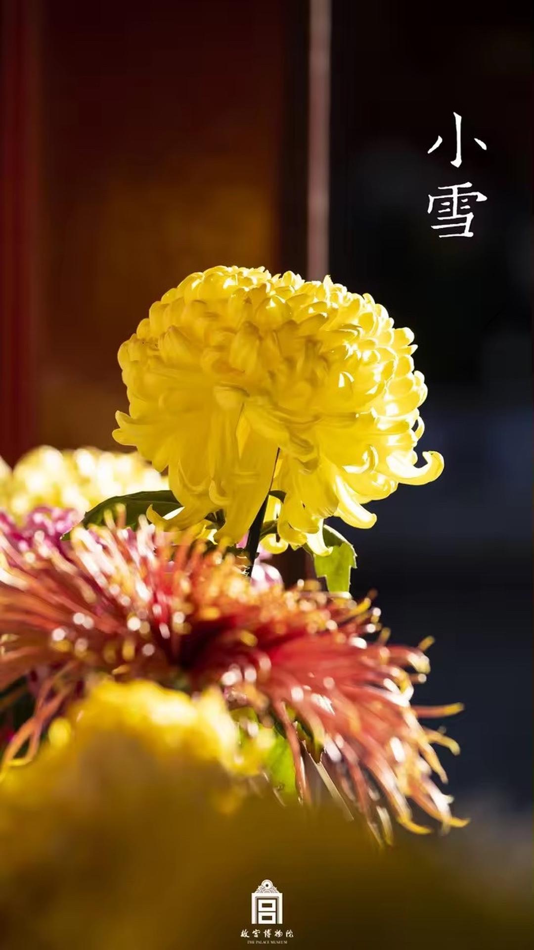 202311-慈宁宫花园-冬季-花@菊花@小雪