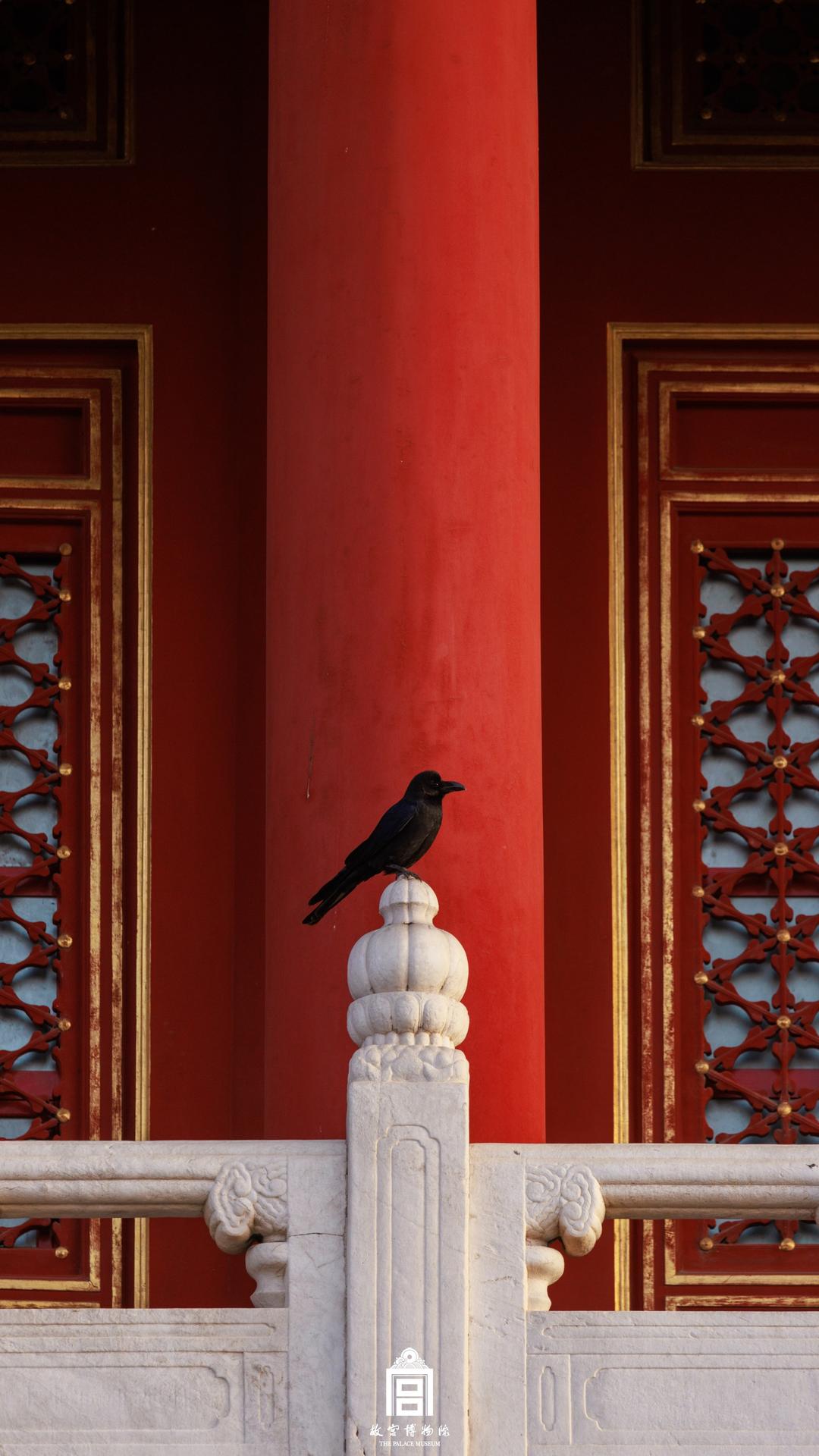 202310-熙和门-秋季-鸟@乌鸦