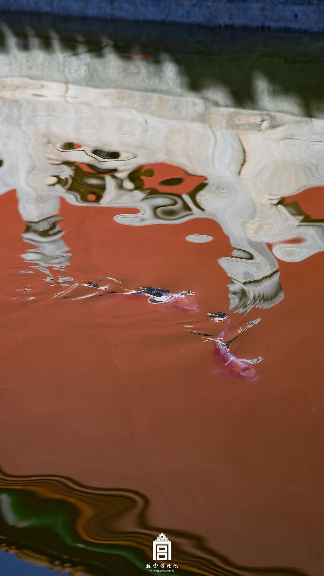 202309-御花园-秋季-鱼@水