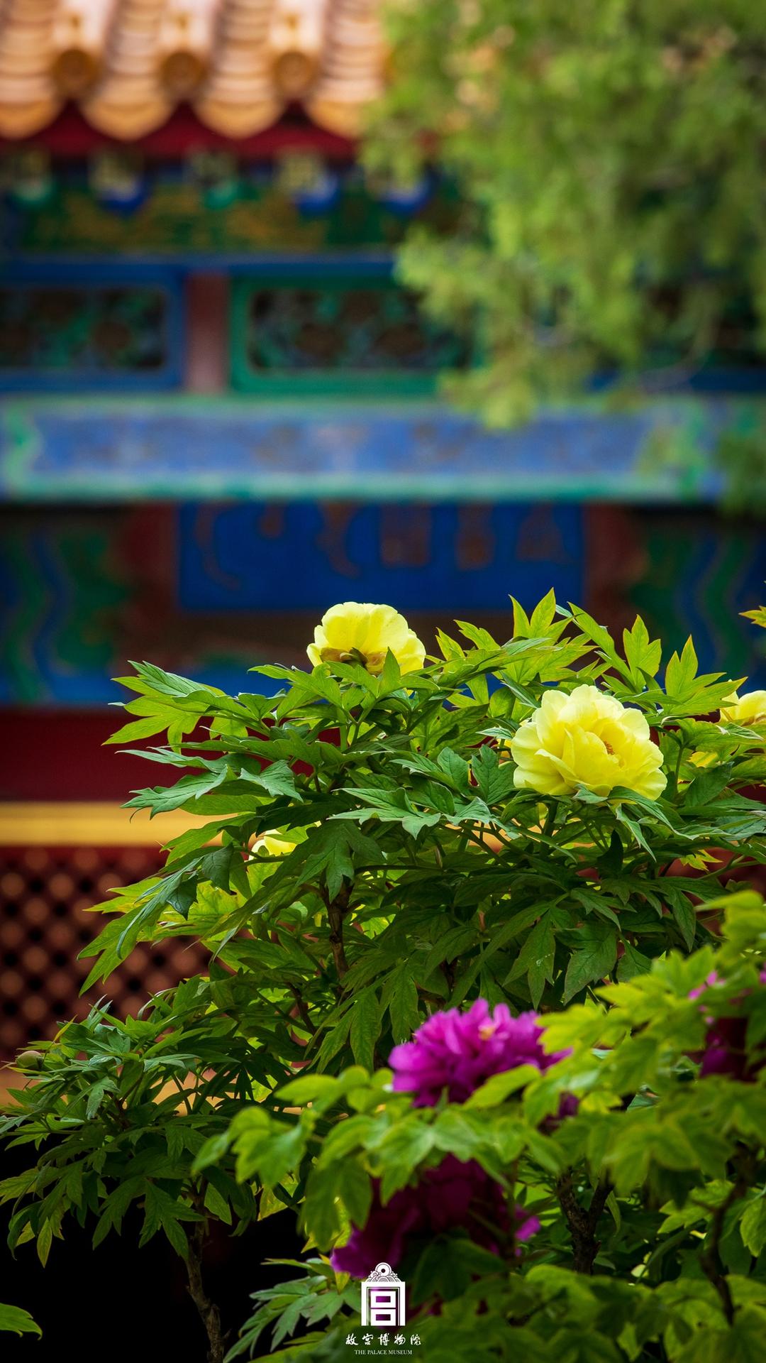 202305-慈宁宫花园-春季-花