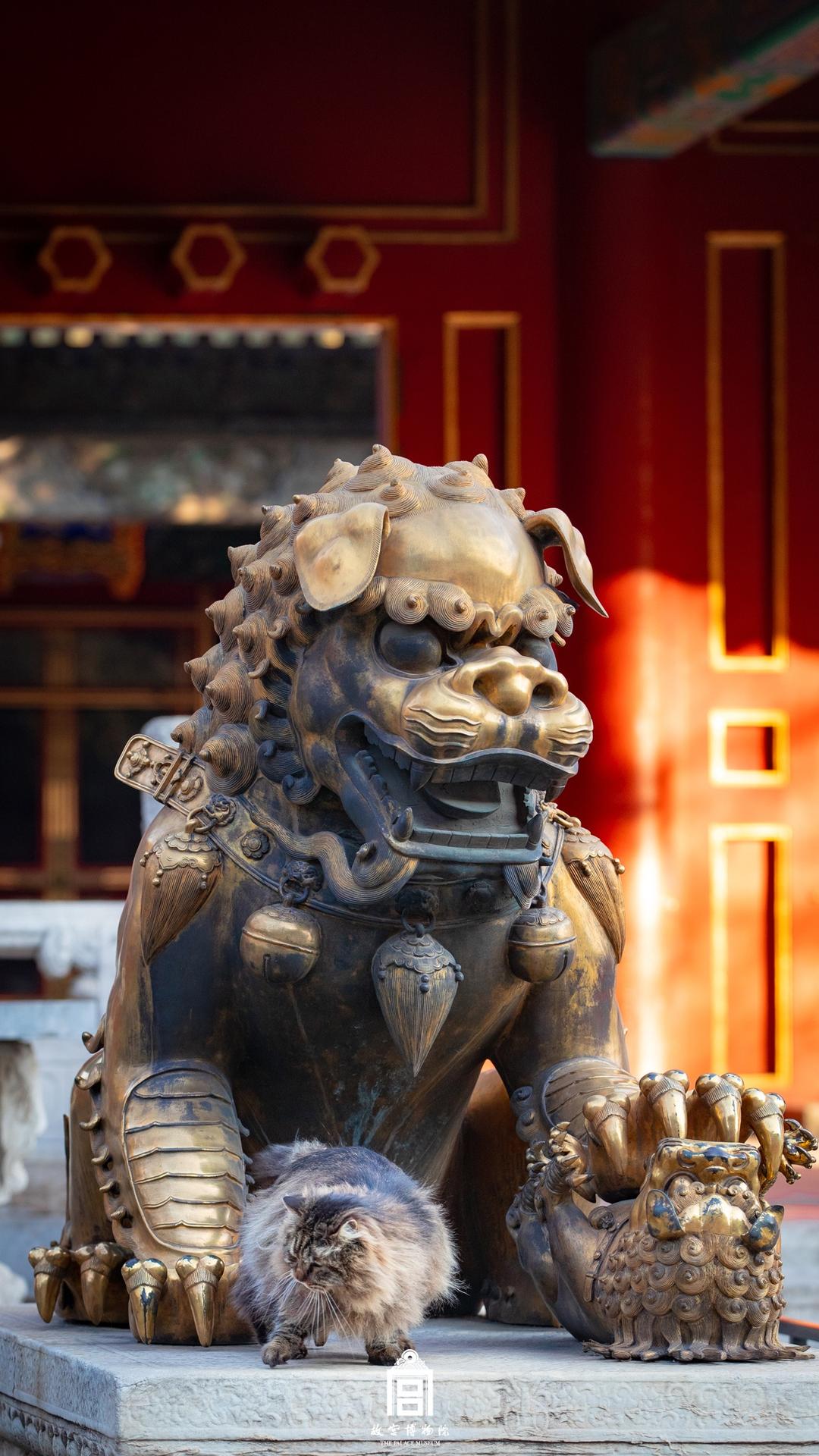 202303-养性门-春季-猫