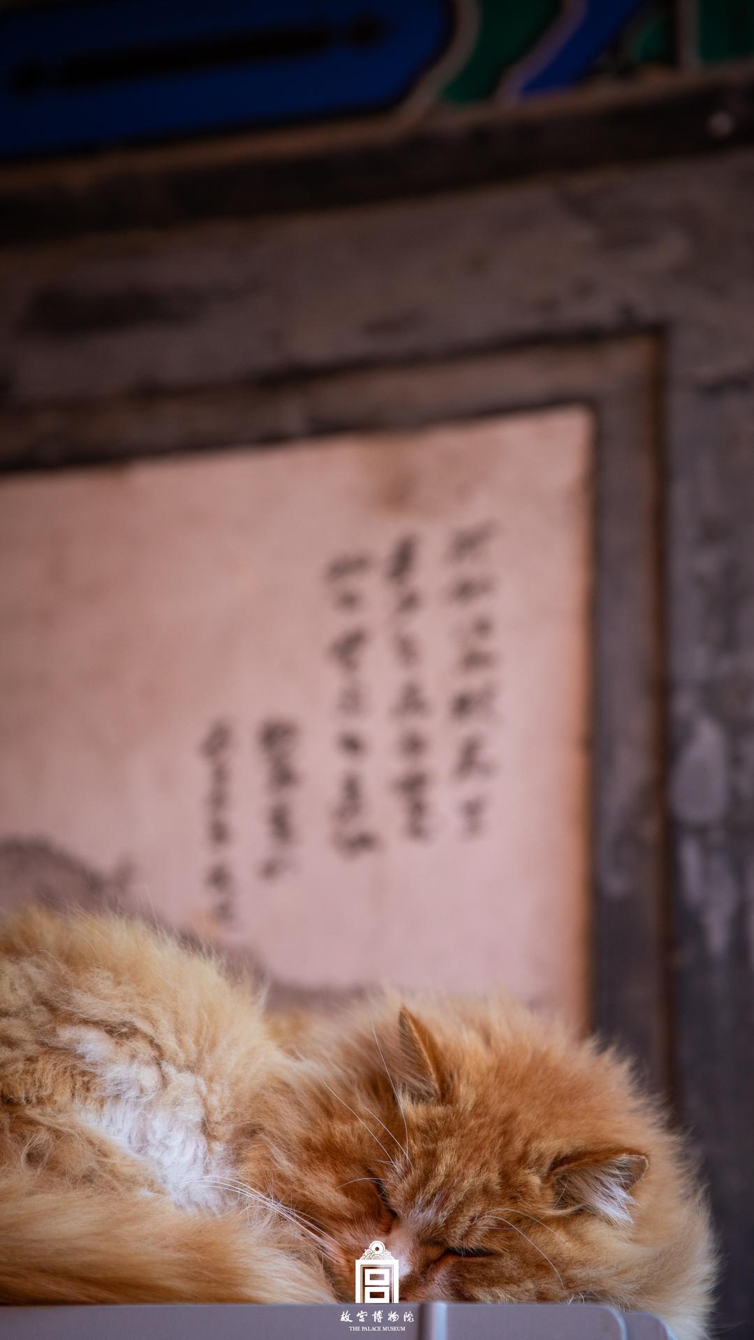 202303-南北十三排-春季-猫