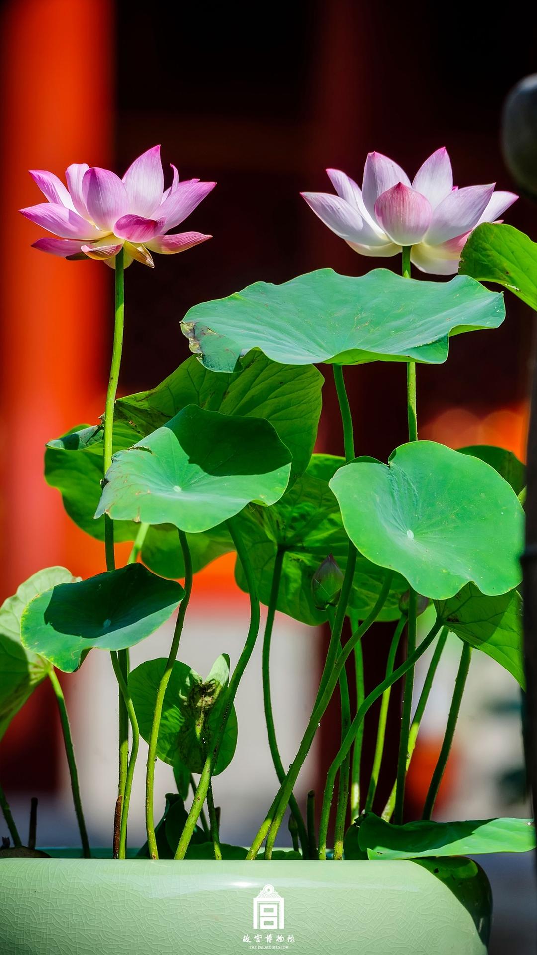 202307-慈宁宫花园-夏季-荷花@花园