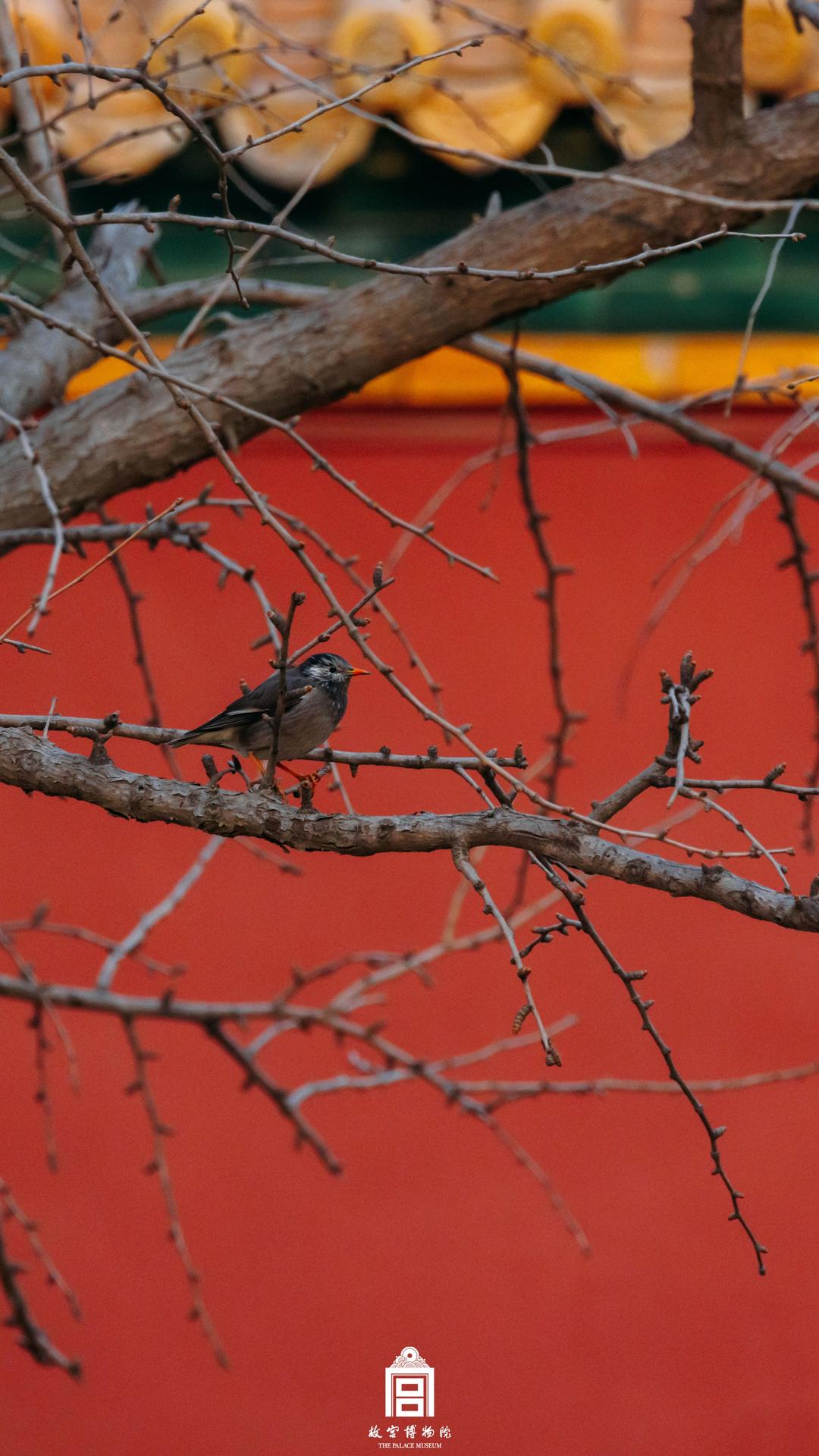 202303-弘义阁西侧-春季-鸟@观鸟