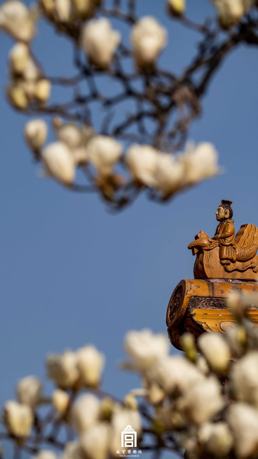 202303-东华门内-春季-花@屋顶