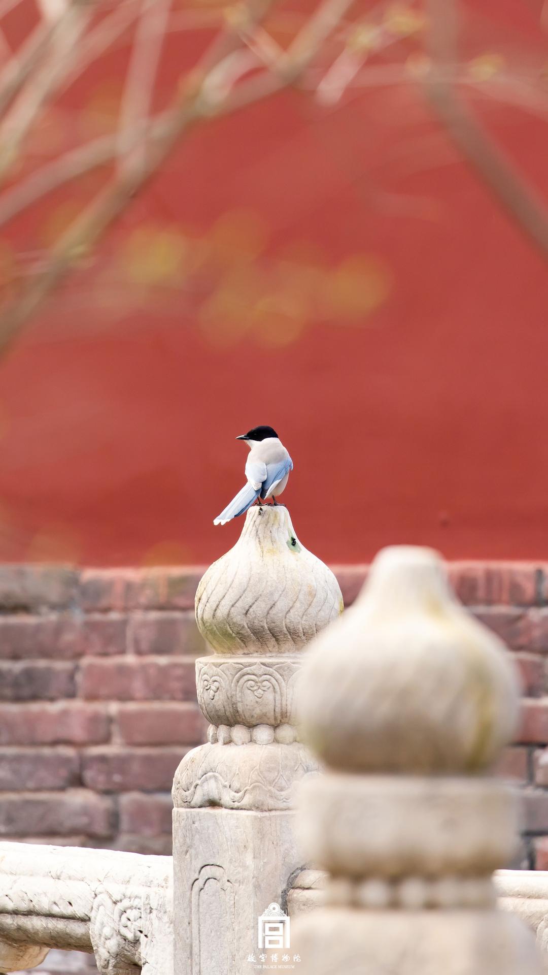 202303-内金水河-春季-鸟@观鸟