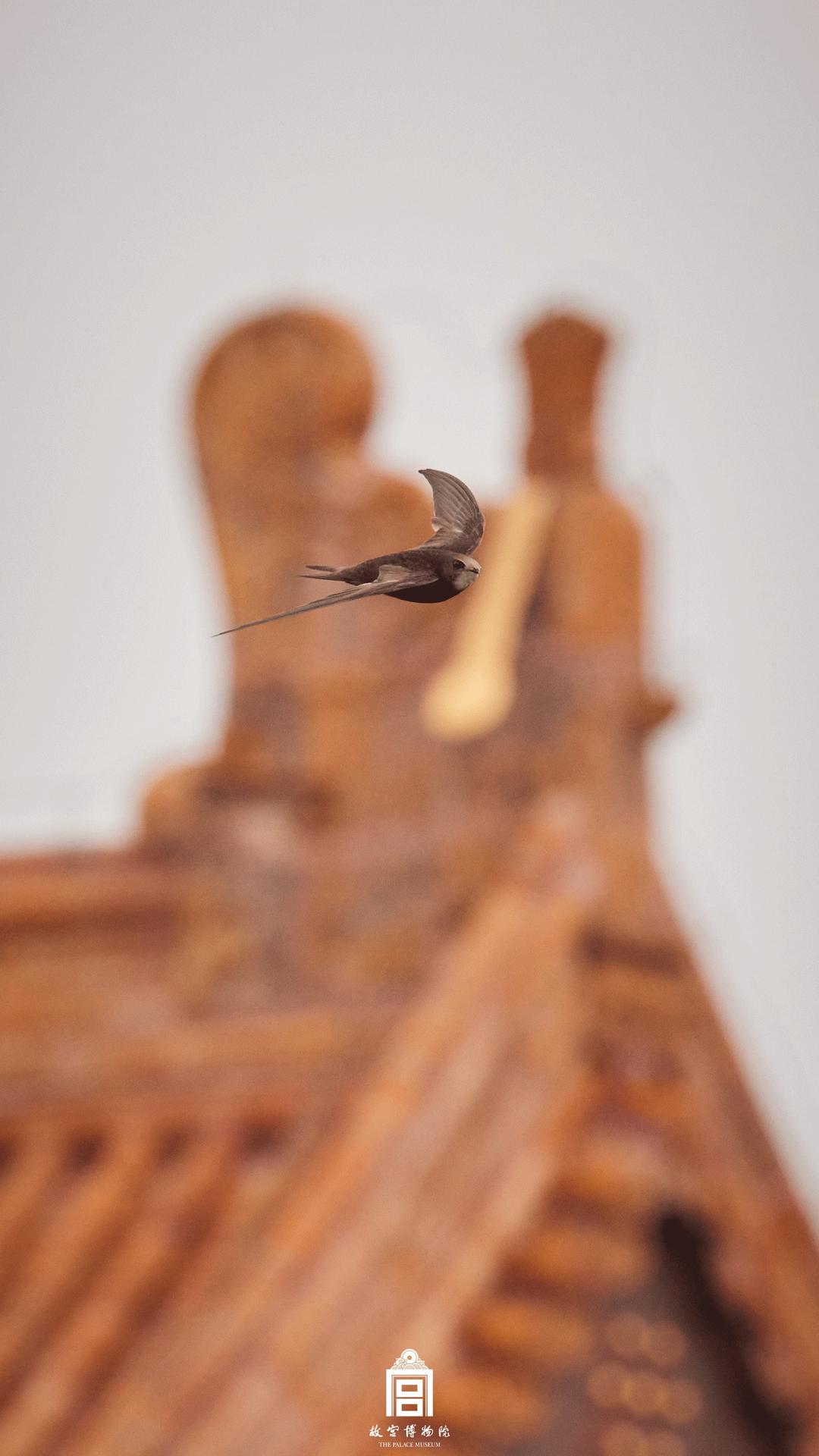 202305-太和门广场-夏季-鸟@普通雨燕