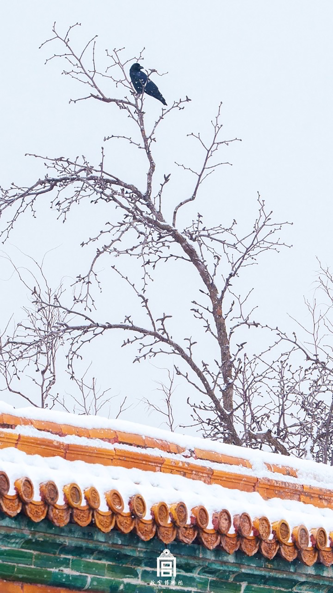 202312-寿康宫-冬季-鸟@雪