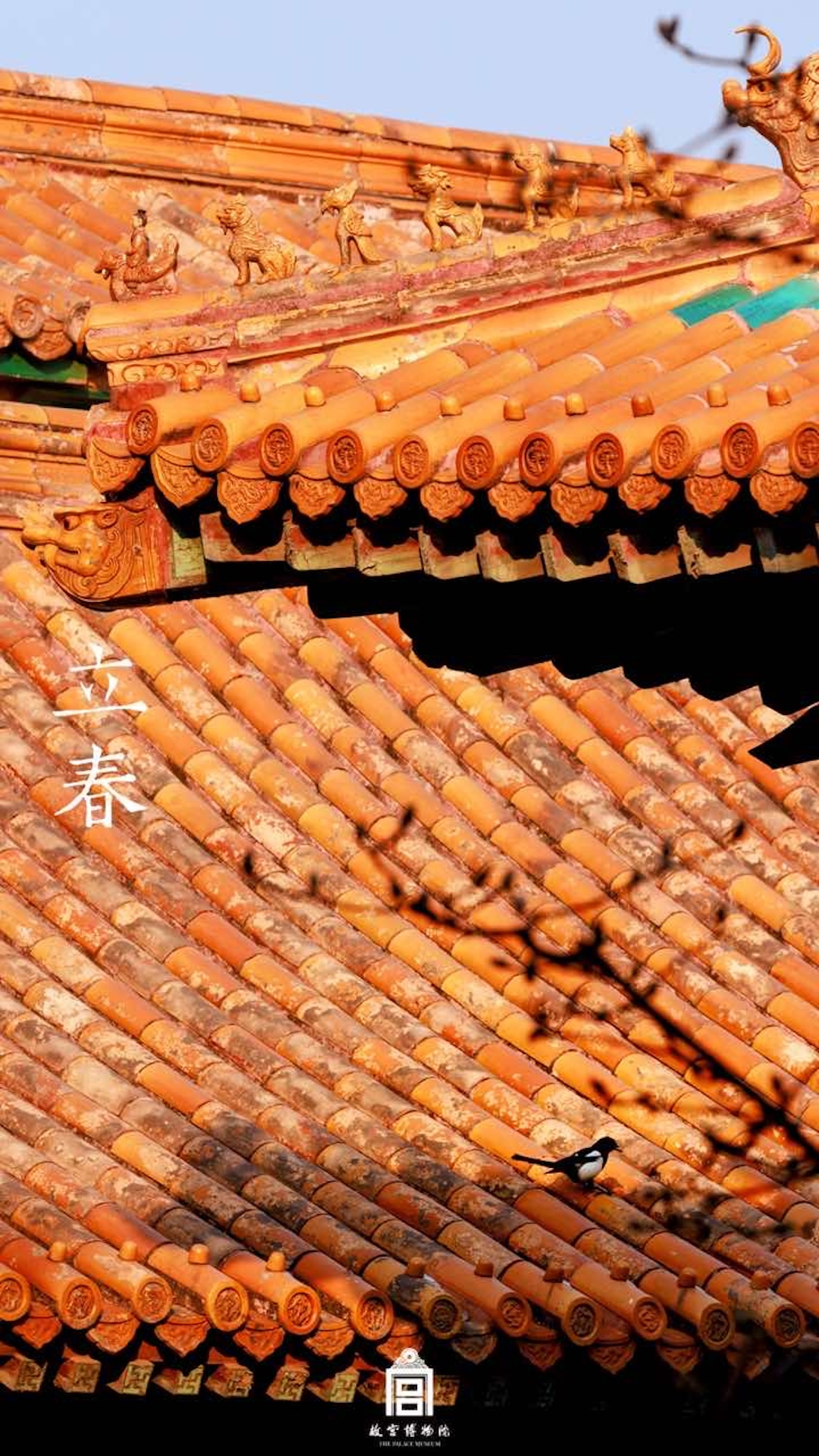 202402-隆宗门区域-春季-喜鹊@立春@屋顶 - 故宫博物院 - 故宫壁纸