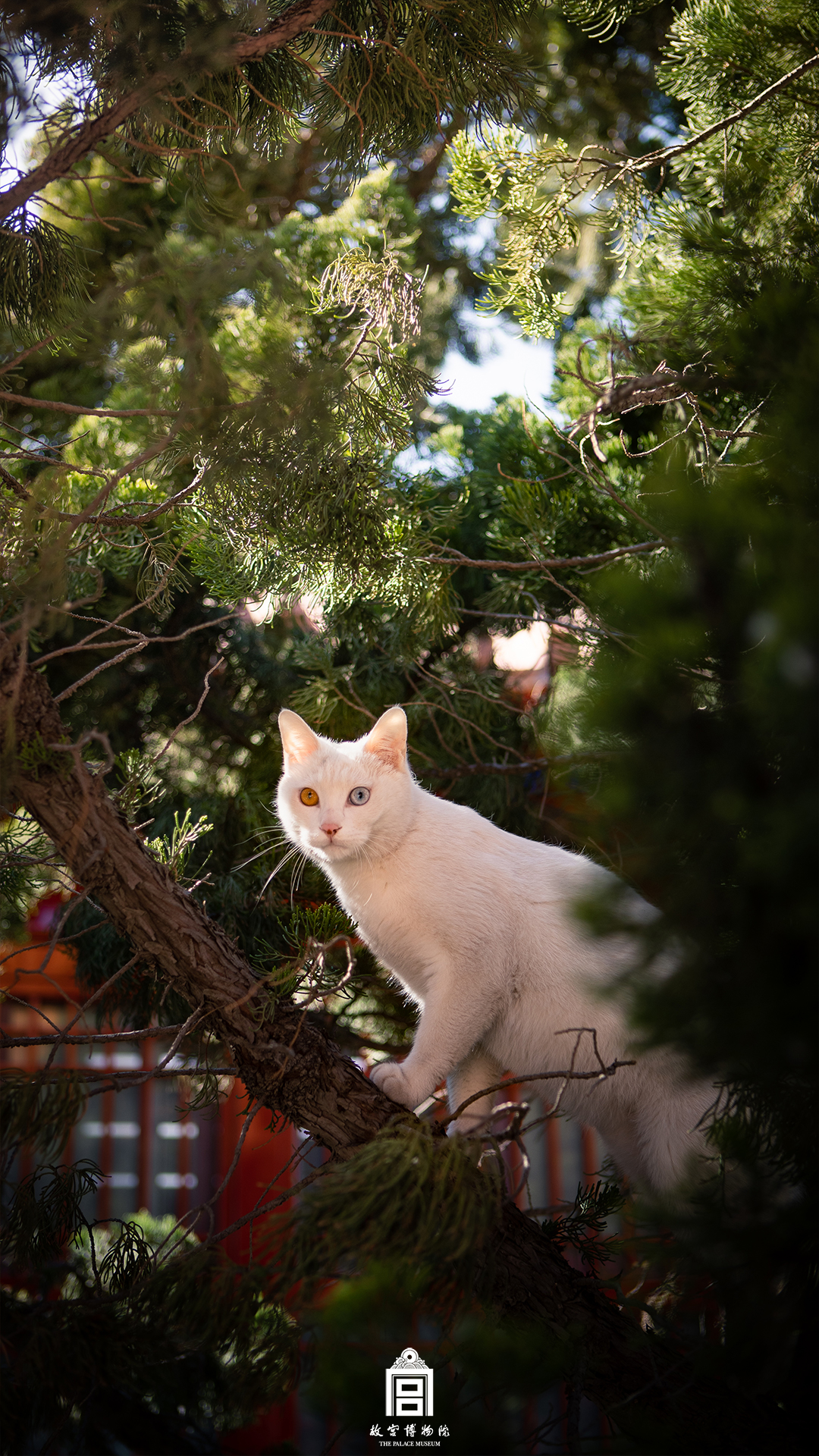 202403-慈宁宫花园区域-春季-猫