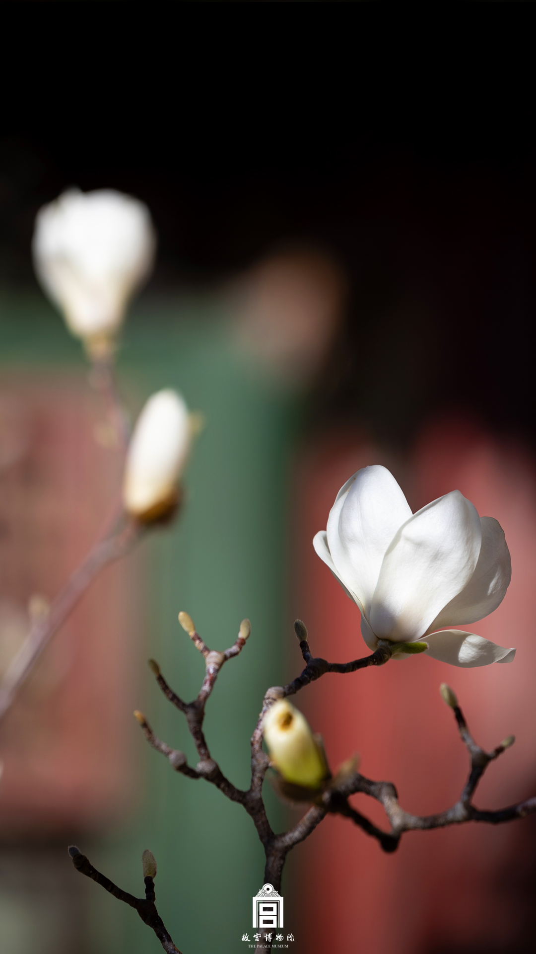 202403-钟粹宫-春季-玉兰@花