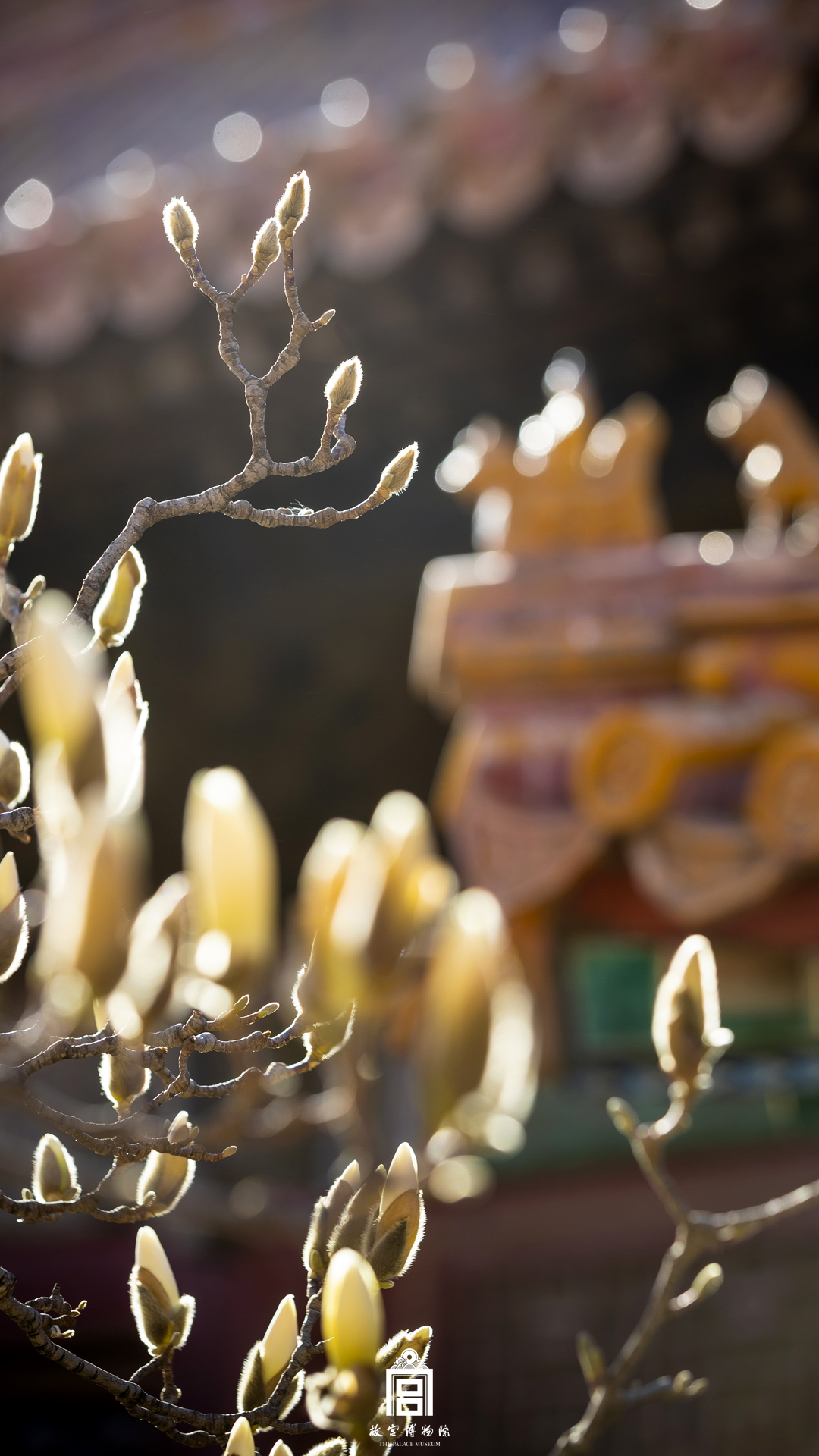 202403-钟粹宫-春季-玉兰