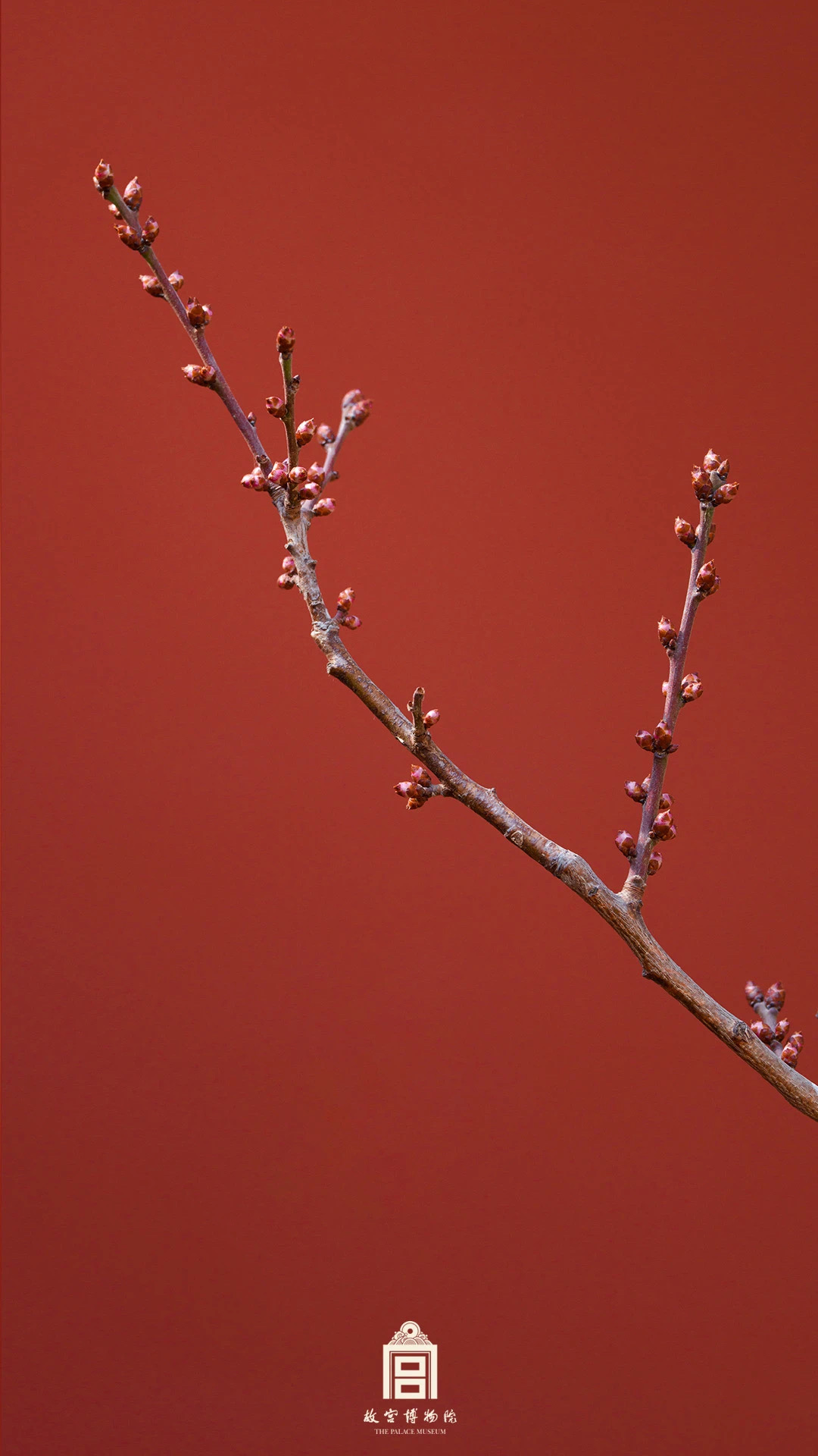 202403-箭亭广场-春季-花