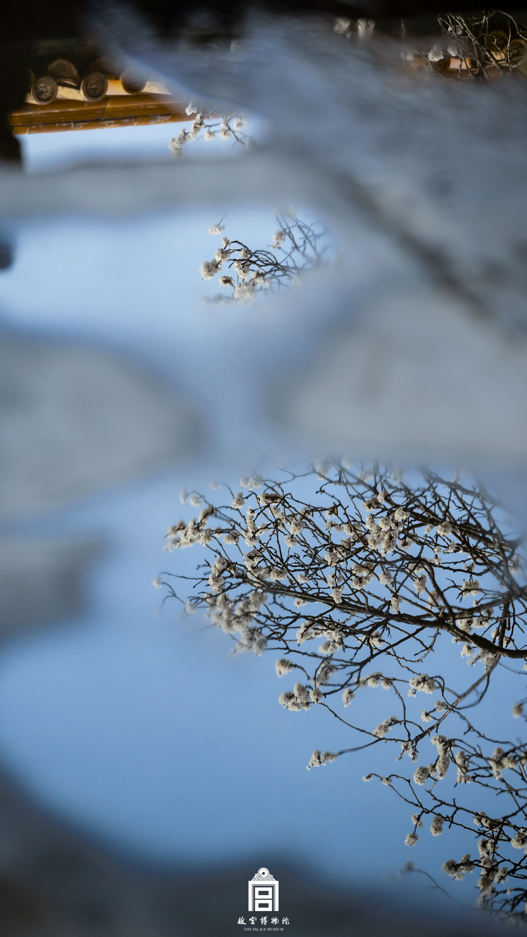 202403-御花园-春季-杏花