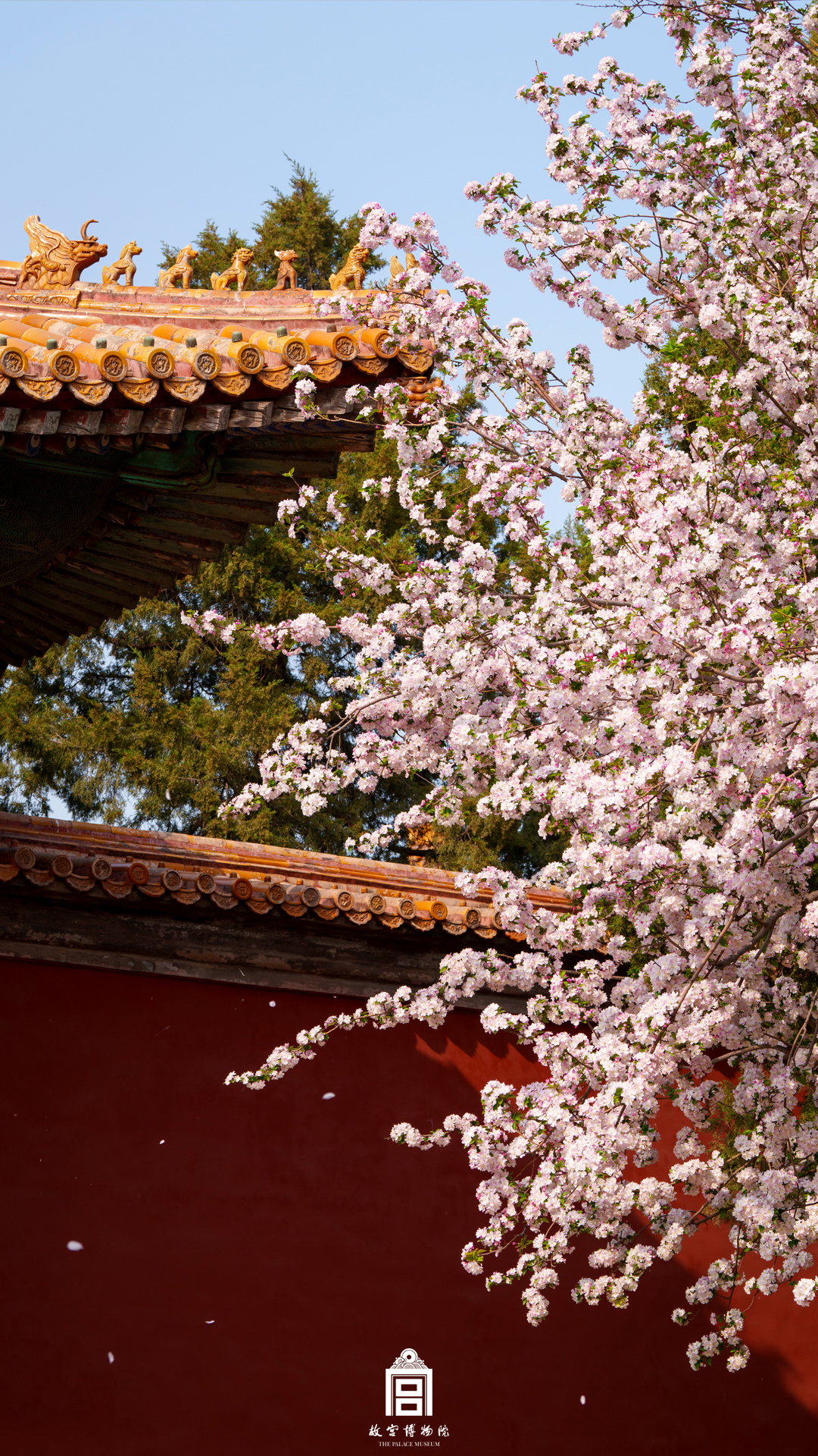 202404-文华殿区-春季-海棠花