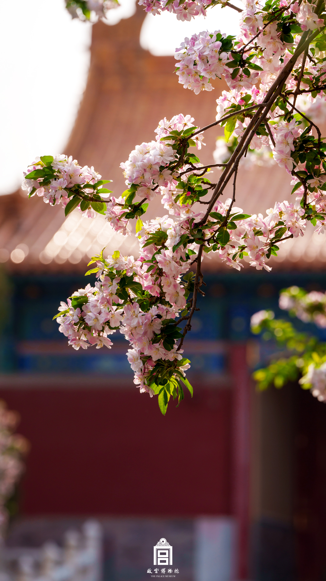 202404-协和门-春季-海棠花