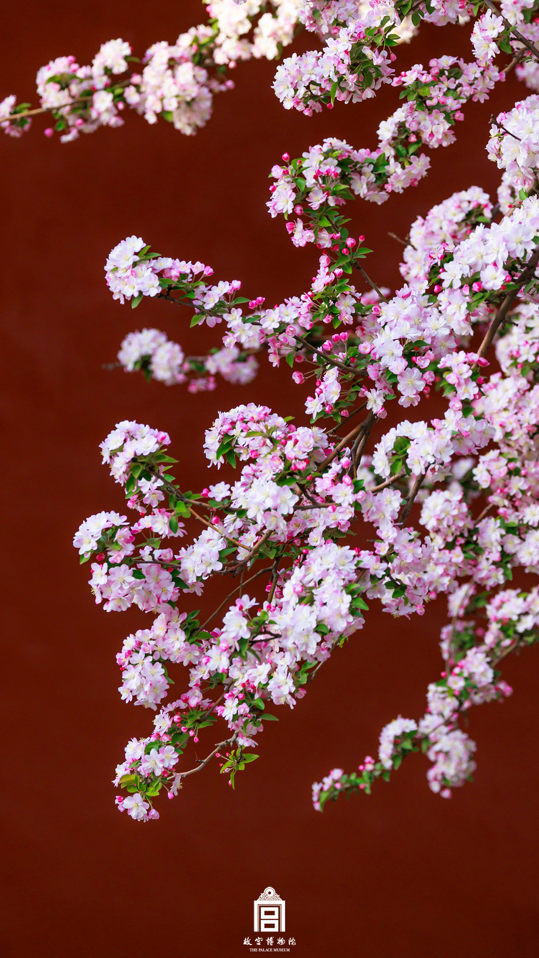 202404-文华门区-春季-海棠花
