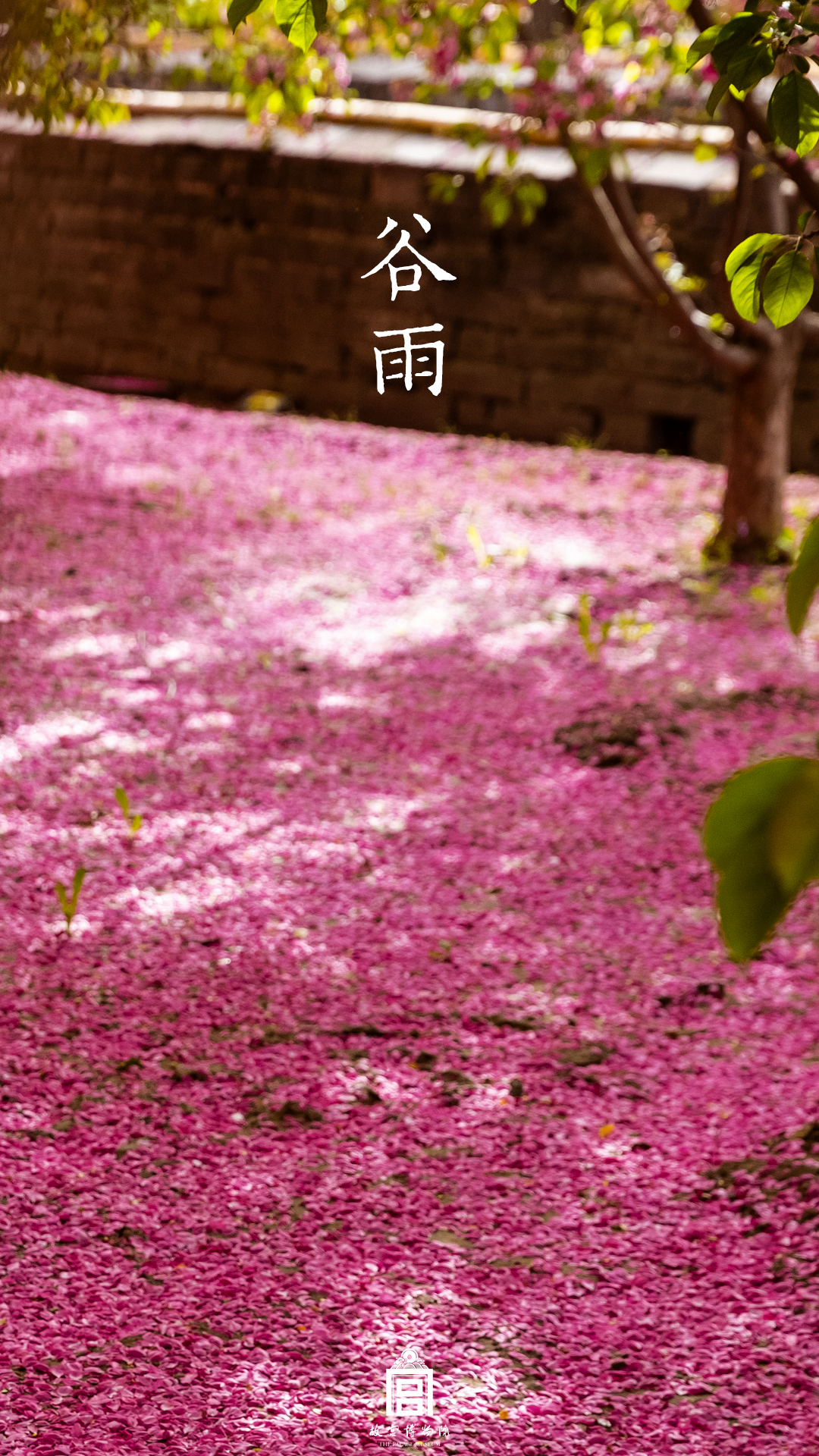 202404-三座门-春季-花@谷雨