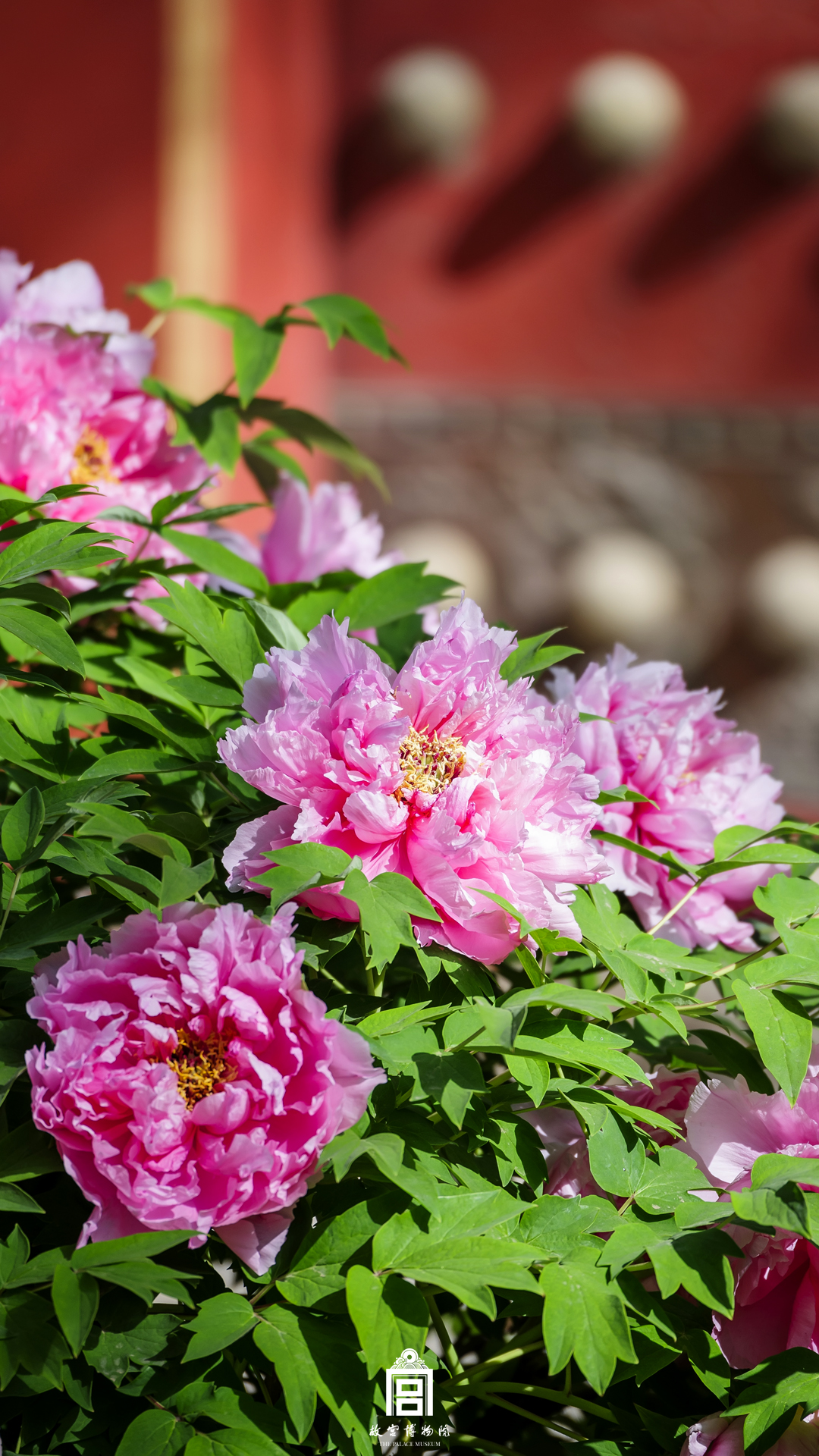 202404-慈宁宫花园区-春季-牡丹