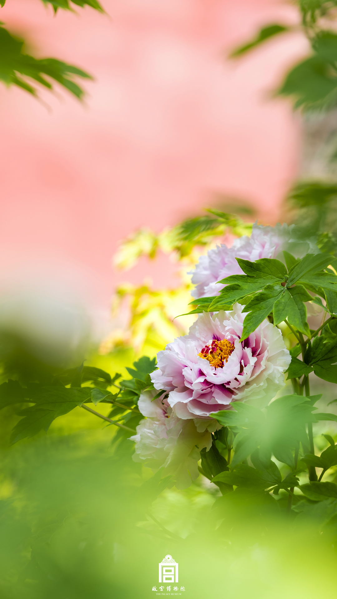202404-御花园-春季-牡丹