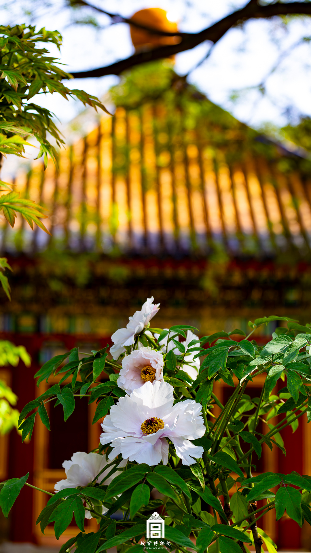 202404-慈宁宫花园-春季-花