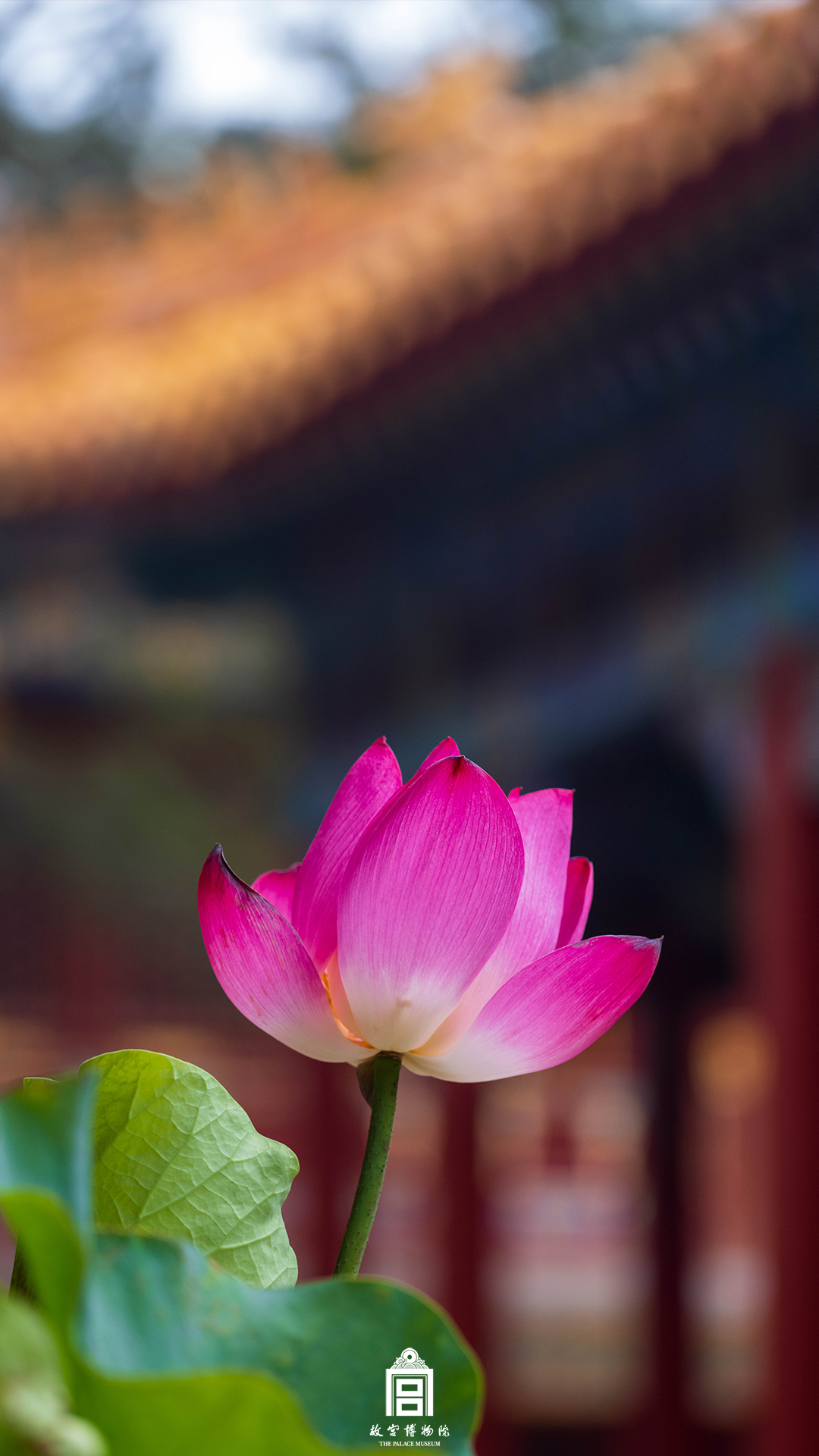 202407-慈宁宫花园-夏季-荷花