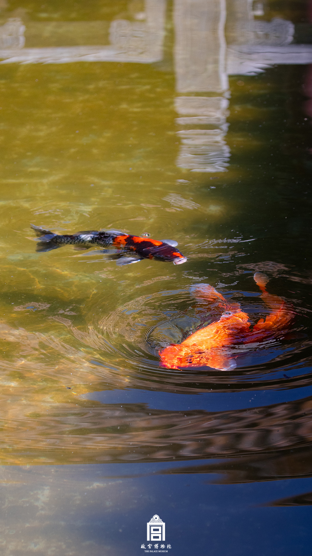 202407-御花园-夏季-鱼@锦鲤