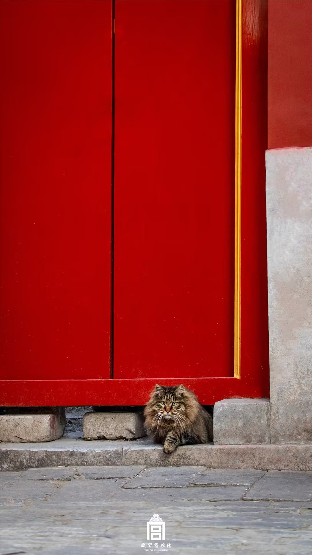 202412-衍棋门-冬季-猫