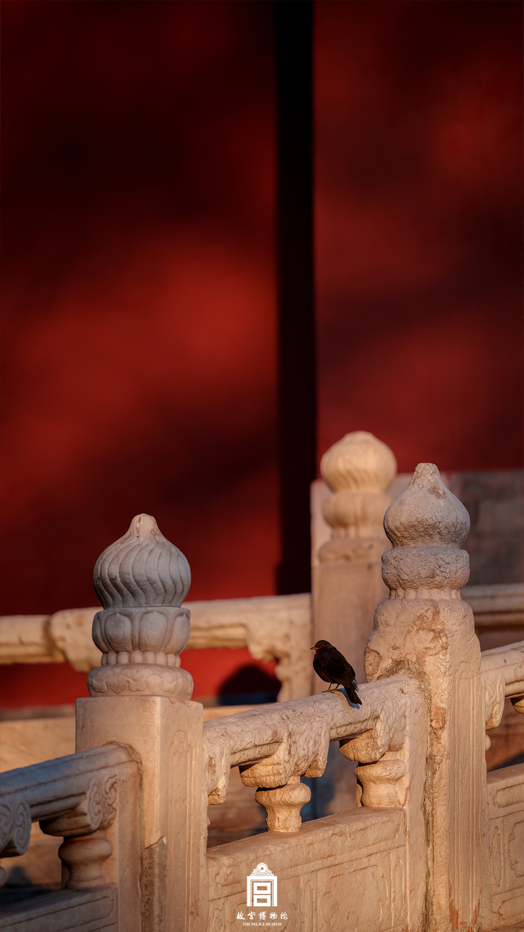 202502-熙和门-春季-乌鸦