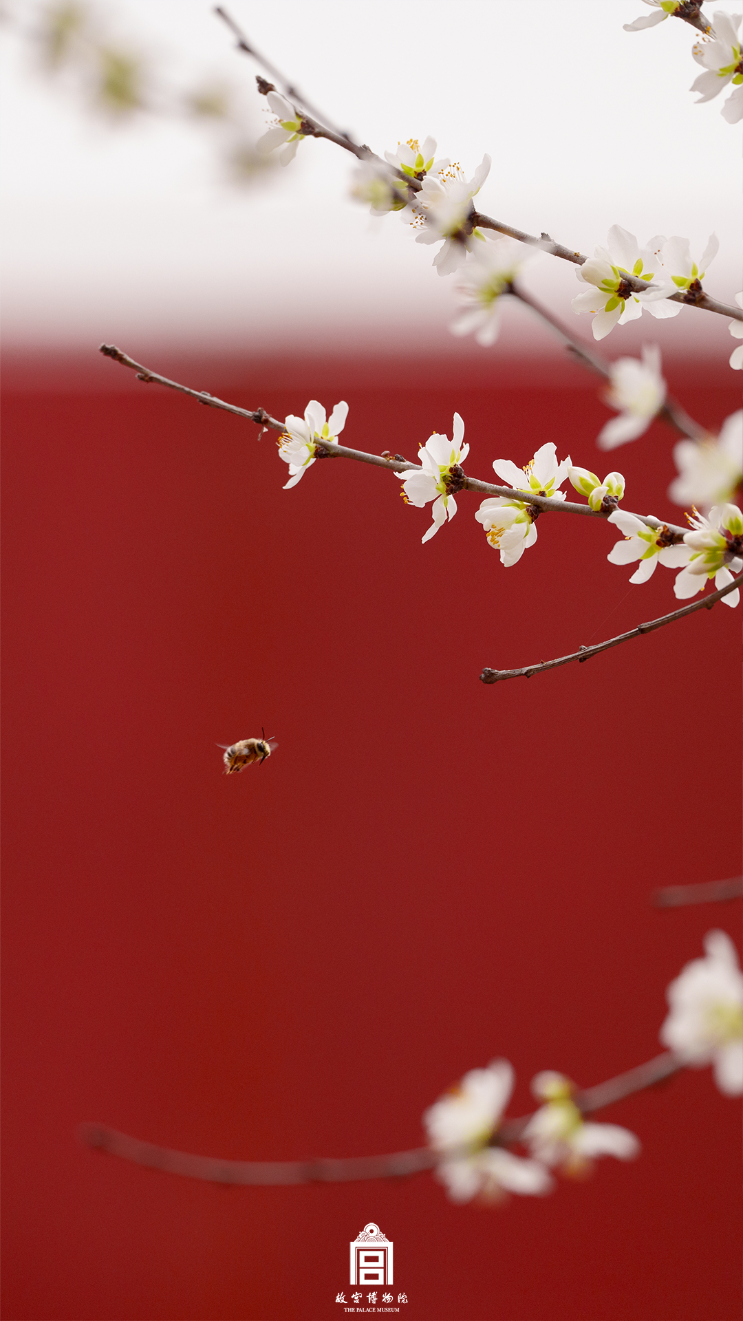 202503-内金水河-春季-花