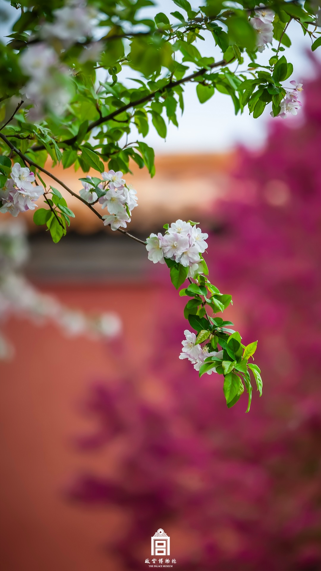202504-三座门区域-春季-海棠花@红色背景