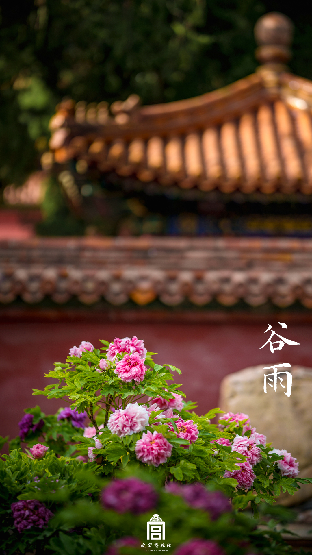 202504-御花园-春季-牡丹@谷雨