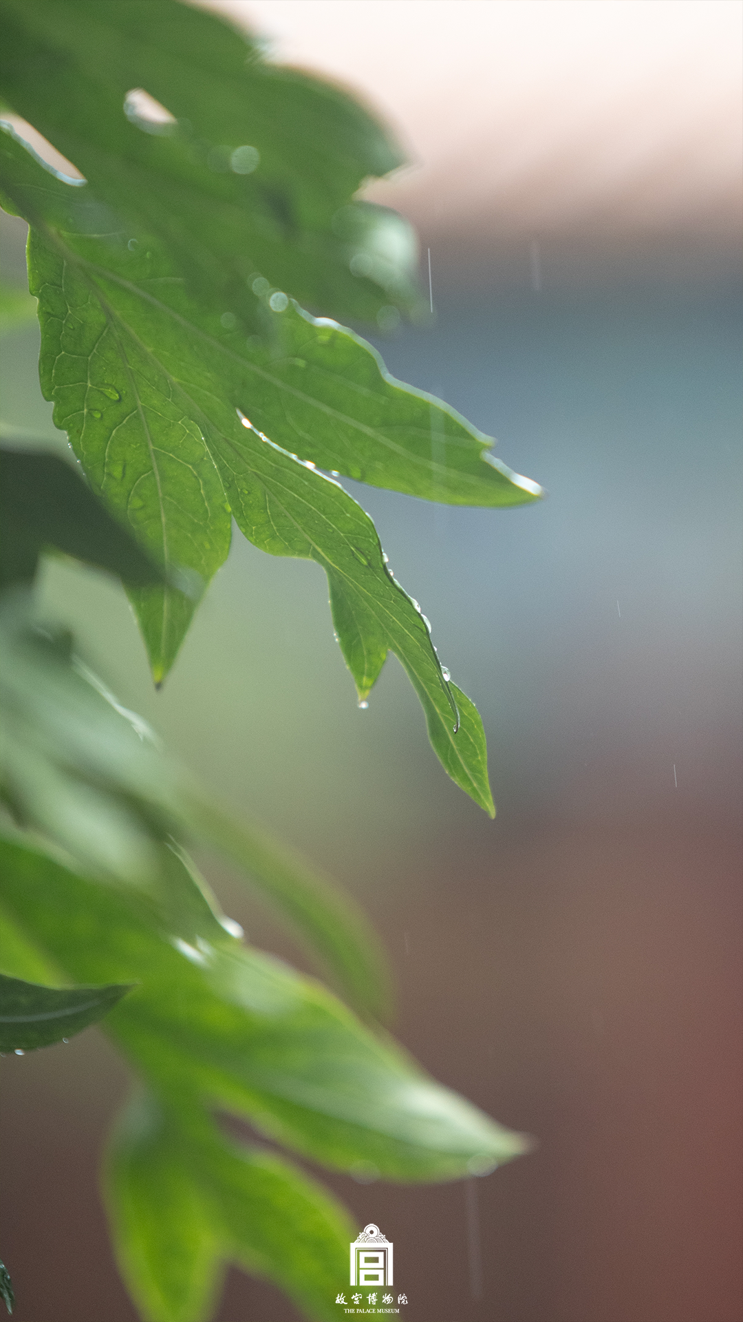 202505-慈宁宫花园-夏季-雨