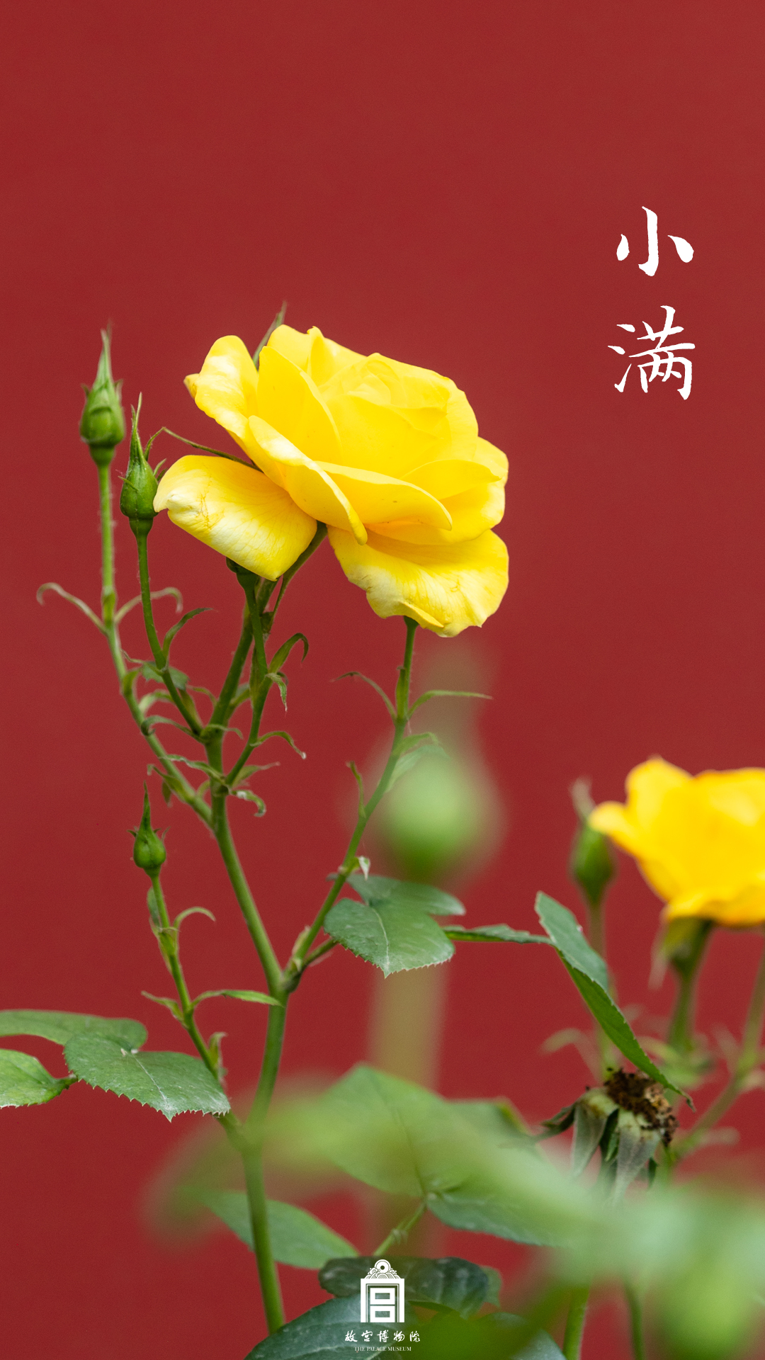 202505-宝蕴楼-夏季-月季@小满@红色背景