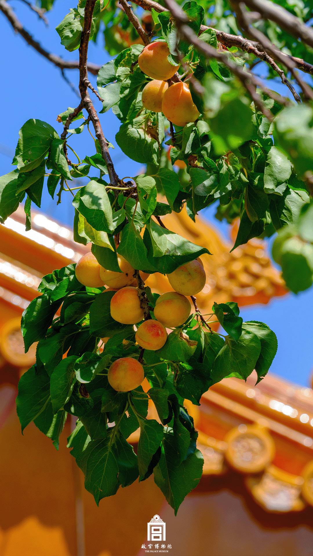 202506-雨花阁区域-夏季-杏树@垂兽