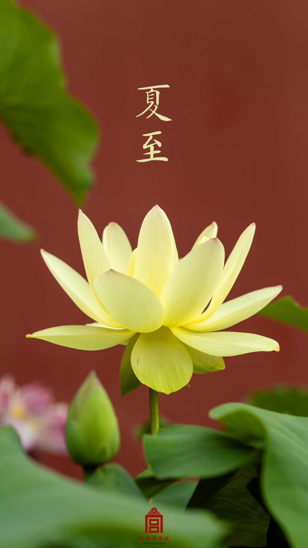 202506-慈宁门区域-夏季-荷花@夏至@红色背景