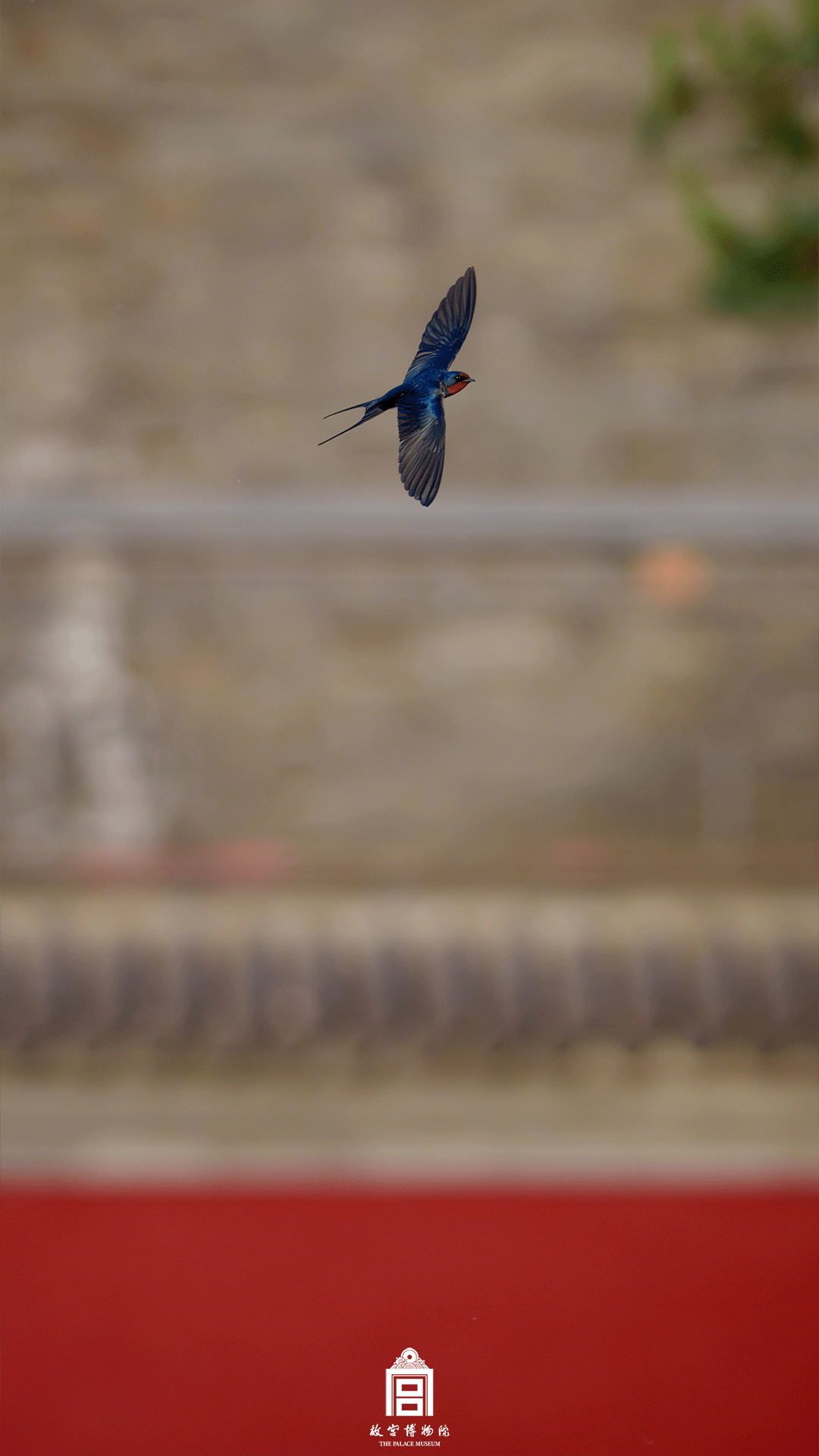 202506-南三所区域-夏季-燕子